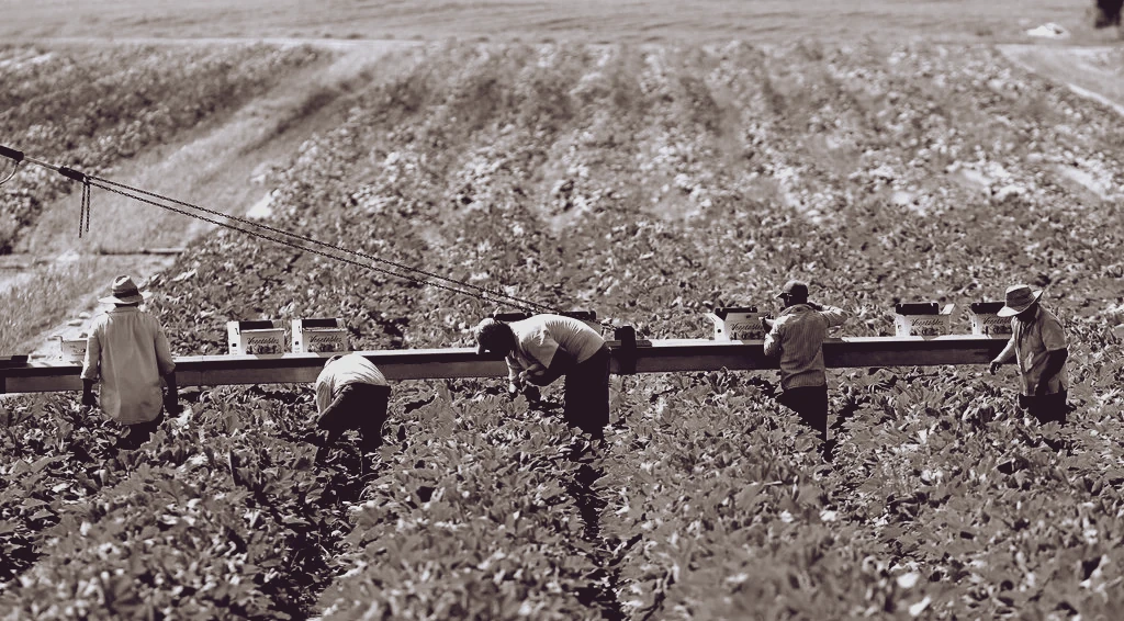 Seabrook Farms #22, Central Jersey
